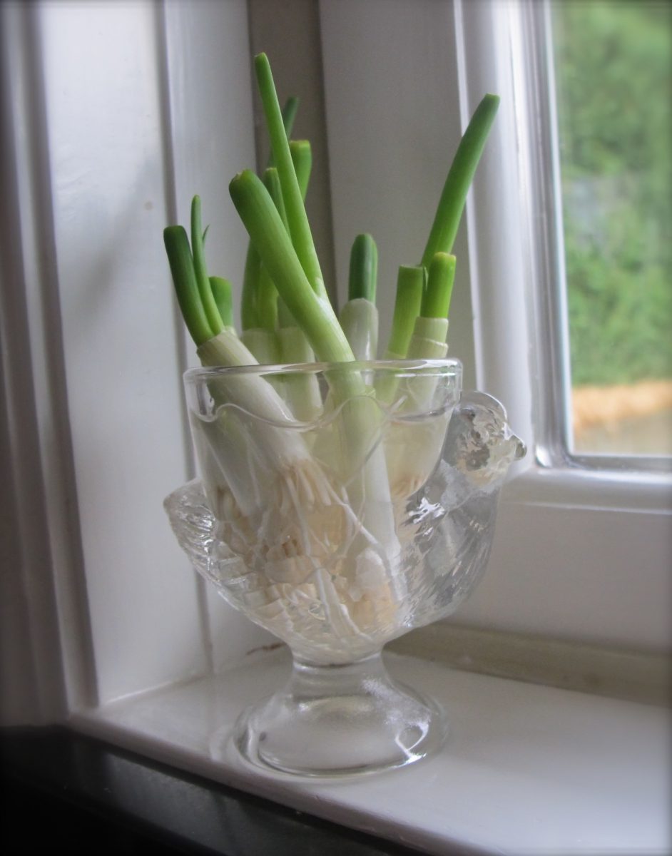 Green-Onions-Rooted