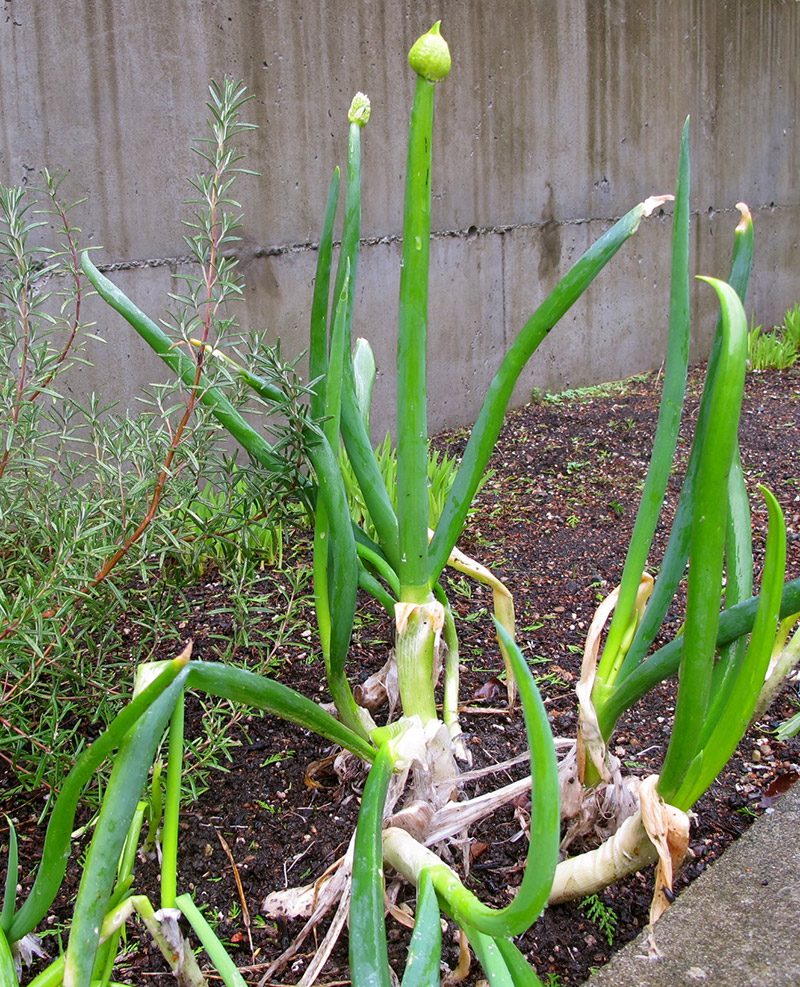 Green-Onions-in-the-Garden