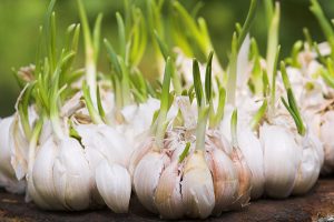 garlic-sprouts1