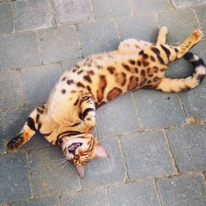 bengal-cat-spots-fur-thor-20