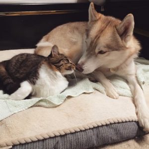 rosie-cat-grows-up-husky-mother-lilo-13
