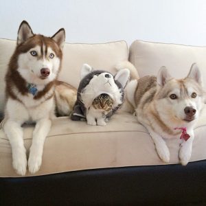 rosie-cat-grows-up-husky-mother-lilo-3