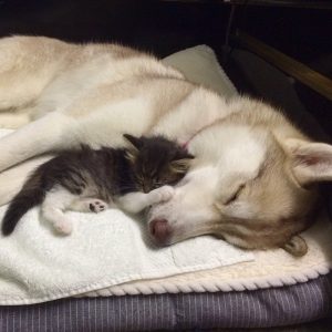 rosie-cat-grows-up-husky-mother-lilo-9