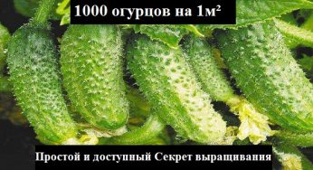Узнайте как вырастить 1000 огурцов на 1м²!