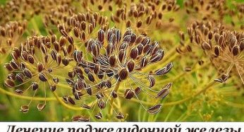 Как лечить поджелудочную железу народными методами