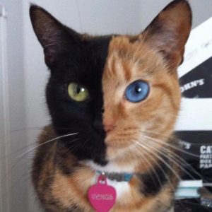 un-chat-un-visage-4-couleurs