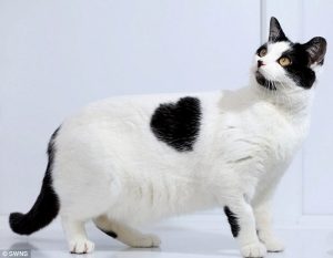 valentines-day-with-cats-10
