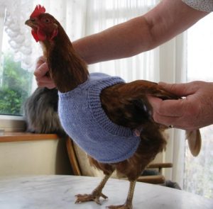 chicken-sweaters