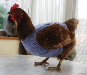 chicken-sweaters2