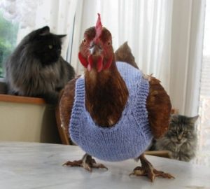 chicken-sweaters6