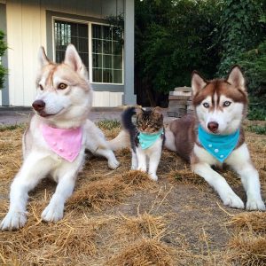 rosie-cat-grows-up-husky-mother-lilo-14