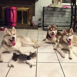 rosie-cat-grows-up-husky-mother-lilo-6