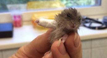 Этот крошечный хомяк с переломом лапки вызовет у Вас сочувствие