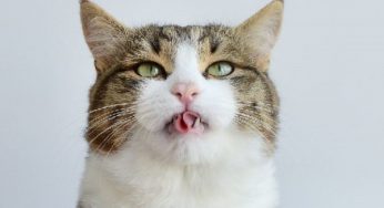 Знакомьтесь — Рикси, кот, который очень любит показывать язык