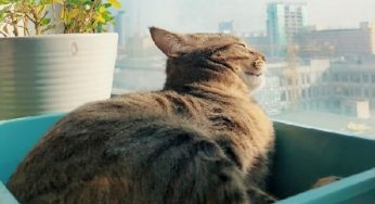Я никогда не знаю о чем думает мой кот