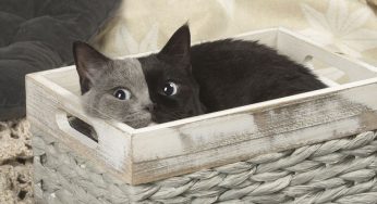 Редкий котенок, рожденный с «двумя лицами», превращается в самого красивого кота