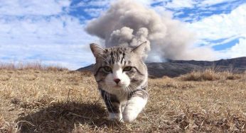 У этого кота вообще не получается плохо выходить на фотографии во время путешествий с хозяином