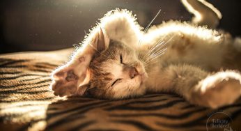 Кошки — лучшие модели для фотографий, и я докажу почему