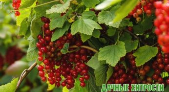 Уход за смородиной после сбора урожая